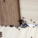 El vinagre se puede utilizar de distintas maneras para combatir a las hormigas en casa.