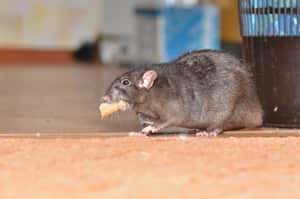 Los alimentos de la cocina atraen a las ratas.