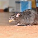 Los alimentos de la cocina atraen a las ratas.