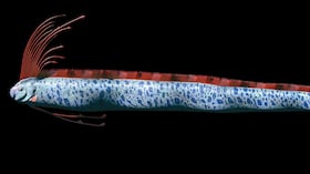 Es conocido como el “pez del fin del mundo” debido a creencias que lo vinculan con desastres naturales.