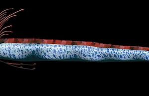 Es conocido como el “pez del fin del mundo” debido a creencias que lo vinculan con desastres naturales.