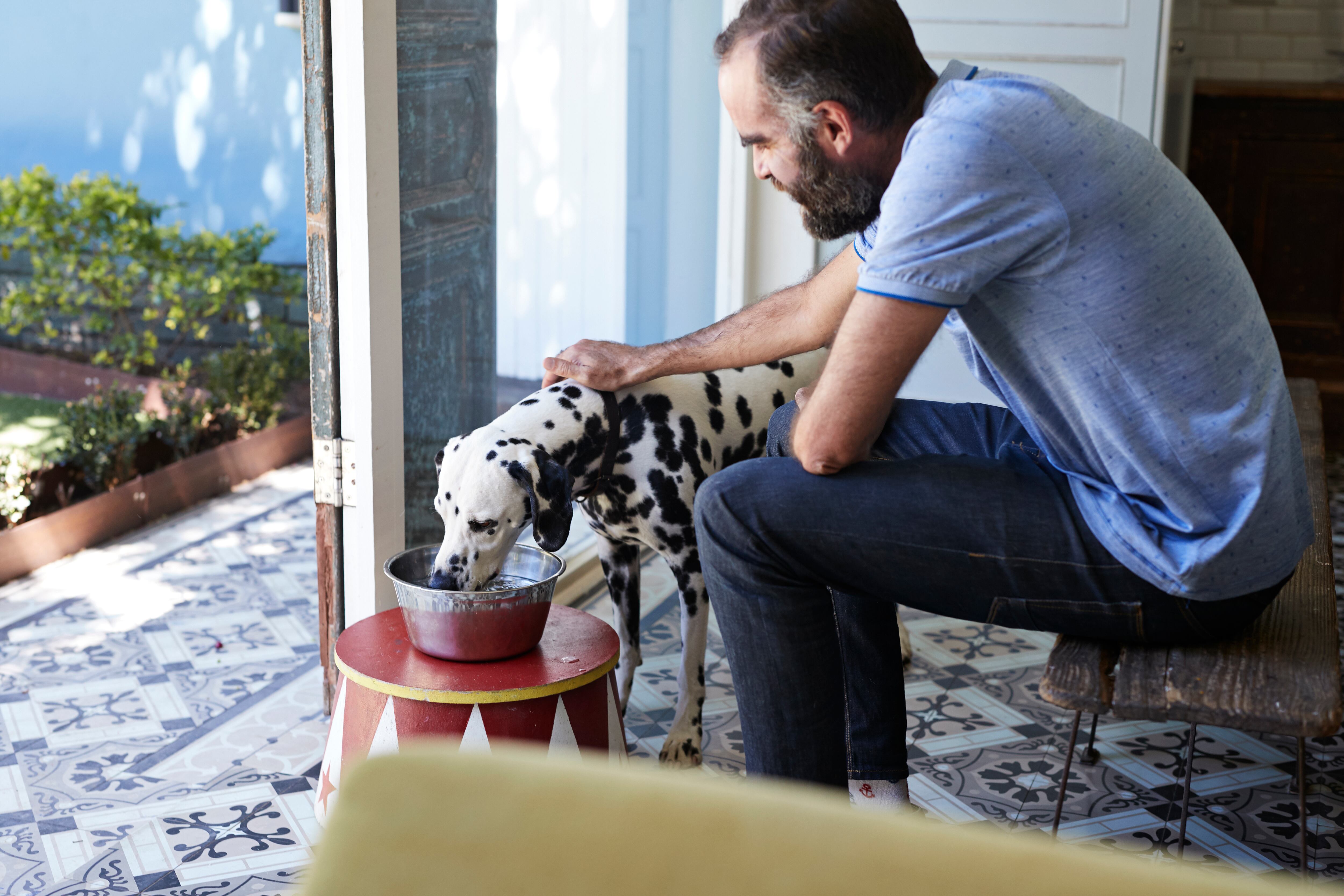 Hombre dándole agua a su perro dálmata