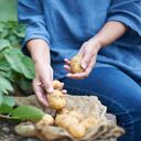 Tubérculo con propiedades alimenticias y de belleza. Foto: Getty Images