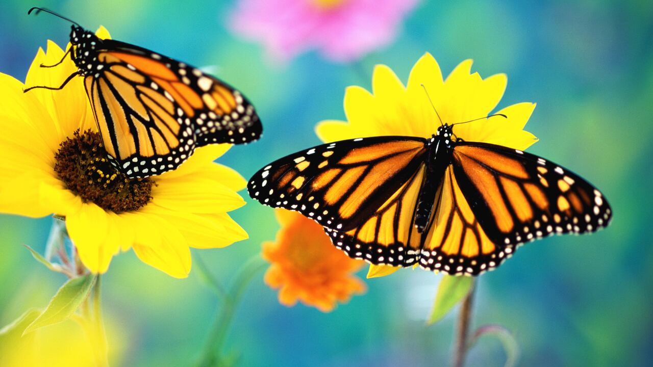 De acuerdo con el Feng Shui, las mariposas simbolizan el ciclo de la vida, desde la oruga hasta la mariposa adulta, representando la metamorfosis y el potencial de cambio y renovación.