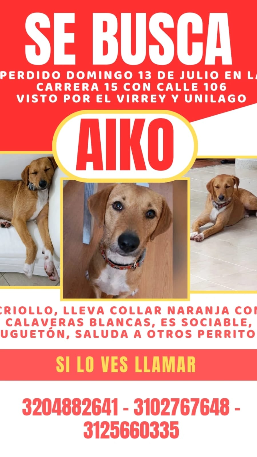 Perro perdido en Bogotá.