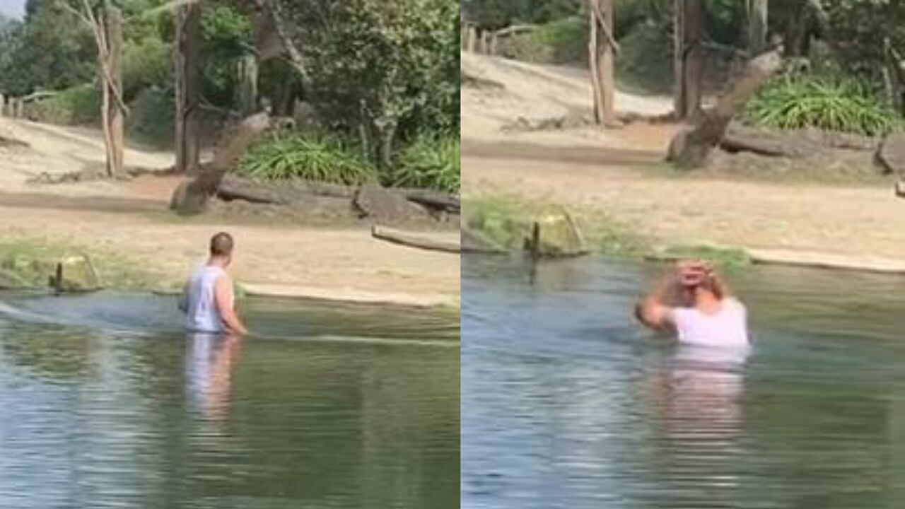 El sujeto saltó para darse un chapuzón en medio del recinto de los rinocerontes en el zoológico de Auckland, Nueva Zelanda.