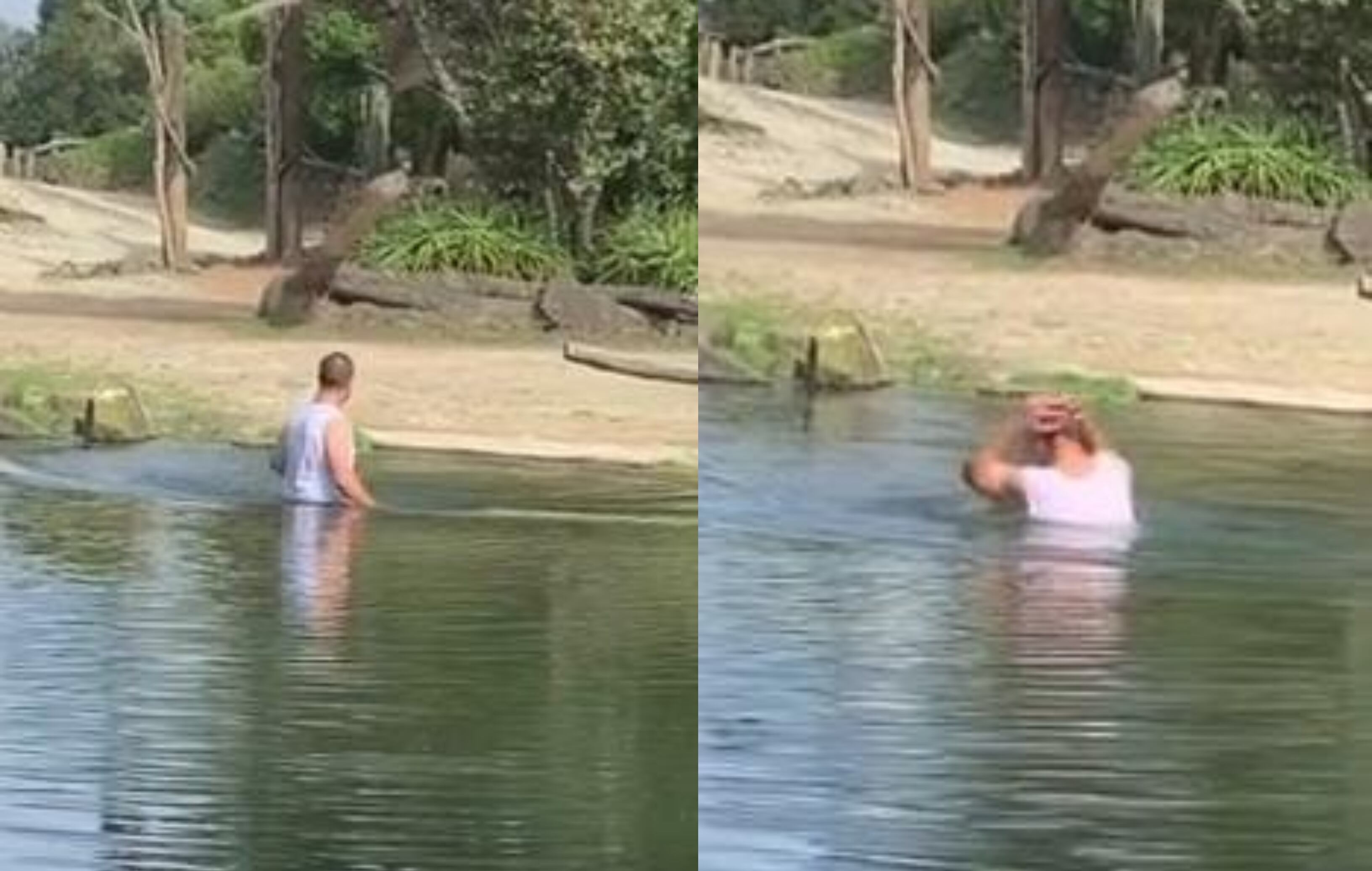 El sujeto saltó para darse un chapuzón en medio del recinto de los rinocerontes en el zoológico de Auckland, Nueva Zelanda.