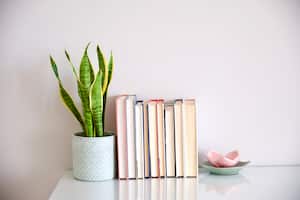 Uno de los lugares en los que se puede ubicar la lengua de suegra es en el escritorio.