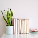 Uno de los lugares en los que se puede ubicar la lengua de suegra es en el escritorio.