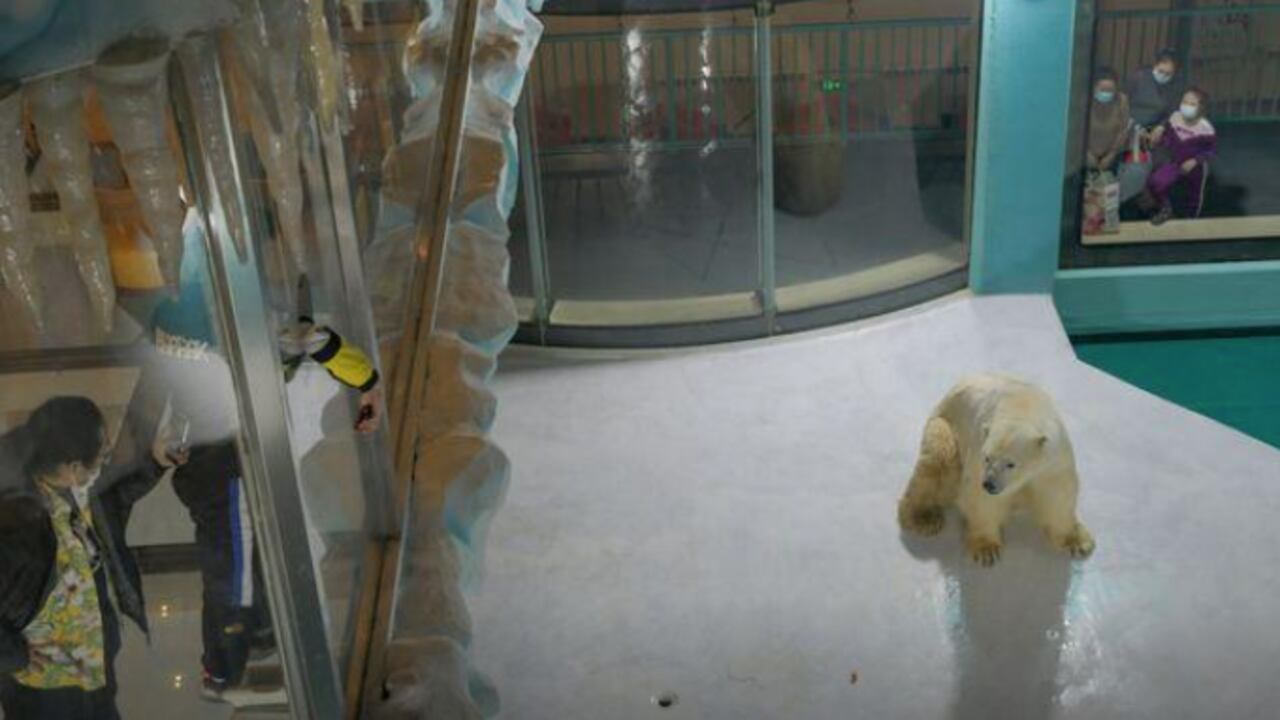 ¿Dónde queda el primer hotel con osos polares y por qué hay polémica?