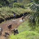 La mayor conservación de bosques naturales de la Amazonia se detectó en resguardos indígenas y en Parques Nacionales Naturales - Ganado Pueblo Nuevo, Vaupés.