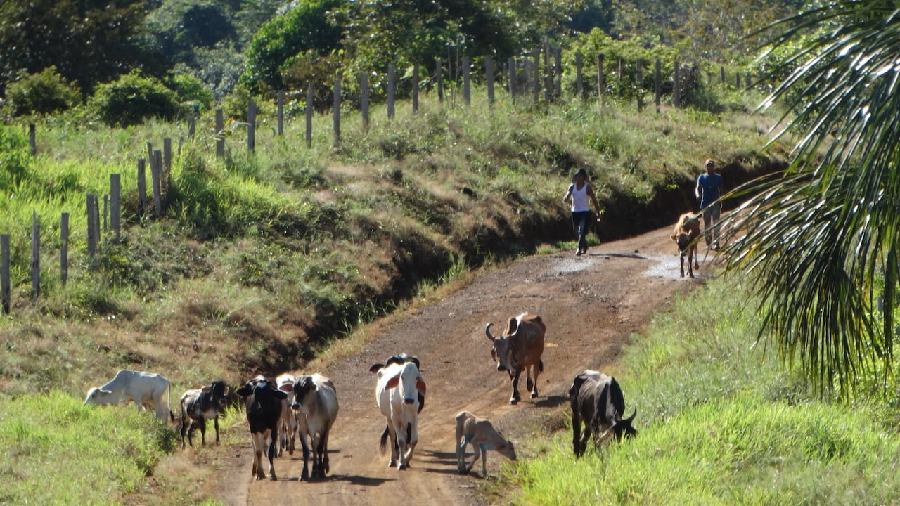 El programa consiste en que el ganado permanece en un primer potrero hasta que agota el pasto, luego pasa a un segundo, y así sucesivamente, optimizando de esta forma el consumo de alimento y del espacio productivo.