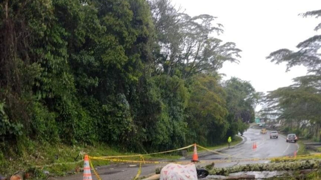 Las fuertes lluvias habrían ocasionado la caída del árbol.