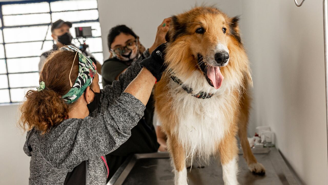 NO USAR, USO EXCLUSIVO MEJOR COLOMBIA, Pereira Sisben Perros y Gatos
