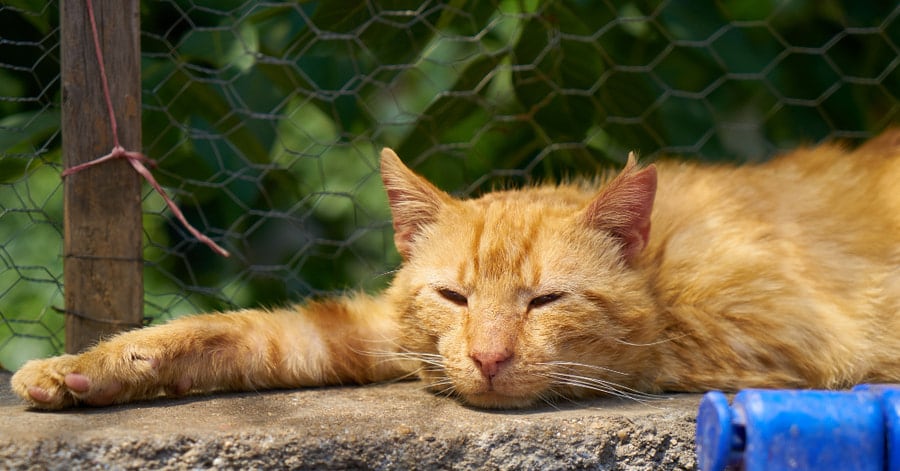 La guía definitiva para proteger a tus mascotas del calor extremo