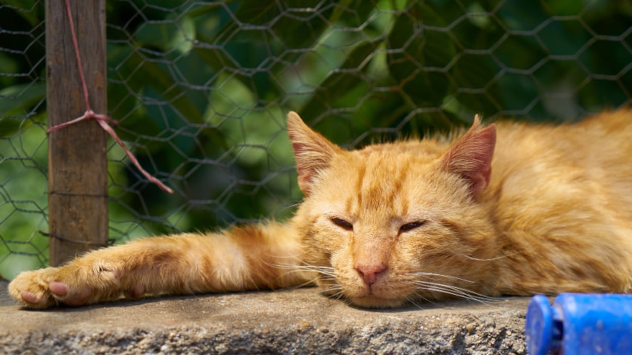 La guía definitiva para proteger a tus mascotas del calor extremo