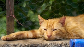 La guía definitiva para proteger a tus mascotas del calor extremo