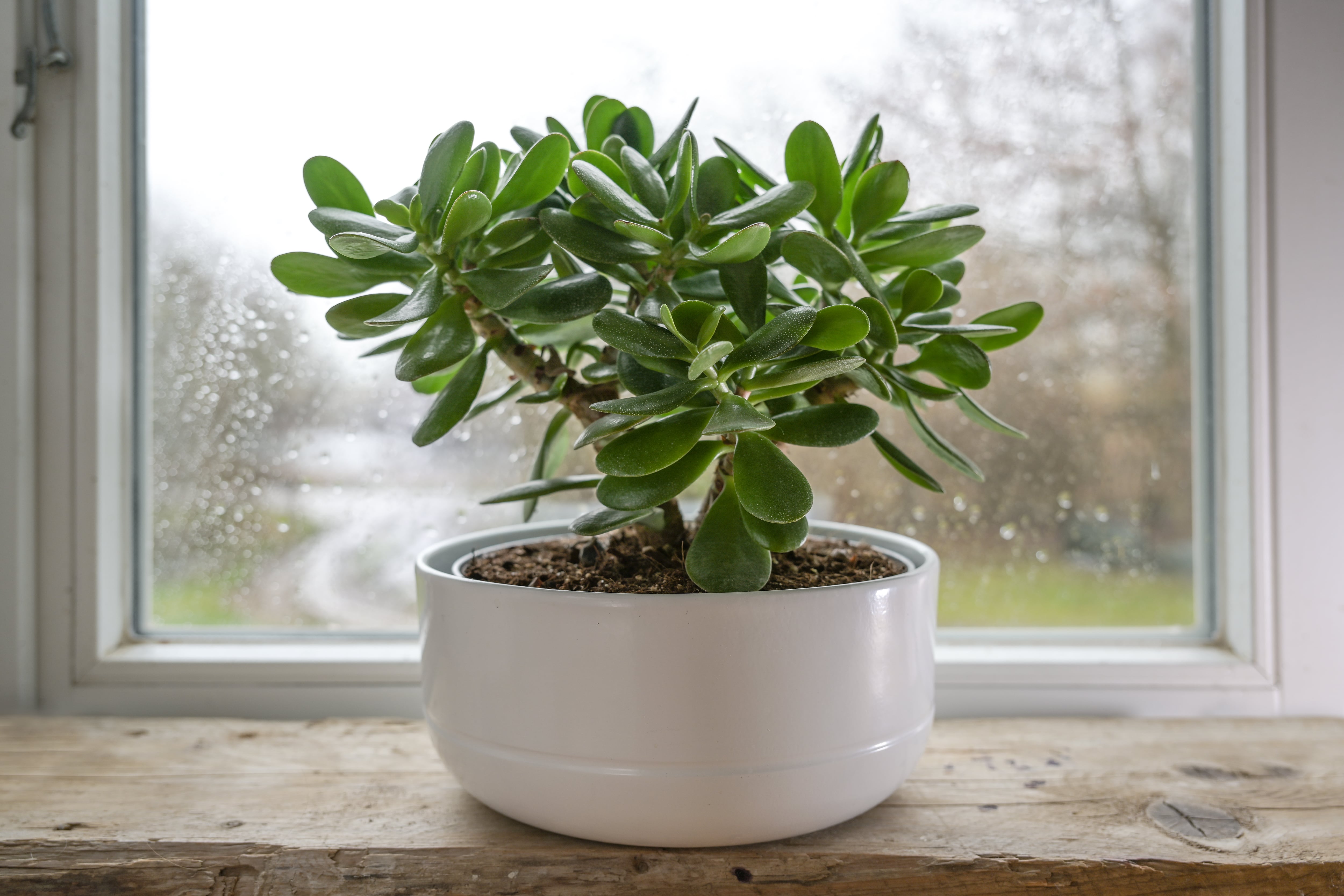 Árbol de jade