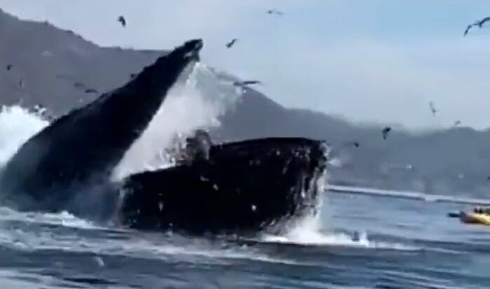 Ballena jorobada intentó tragarse a dos mujeres en Estados Unidos