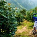 Foto de referencia sobre un campesino en su jornada laboral en Medellín