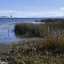 Imagen del lago Titicaca, compartido por Bolivia y Perú, con su nivel de agua en mínimos históricos debido al cambio climático y una severa sequía, tomada en la comunidad de Huatajata en el altiplano boliviano el 9 de agosto de 2023. (Foto de Aizar RALDES / AFP)