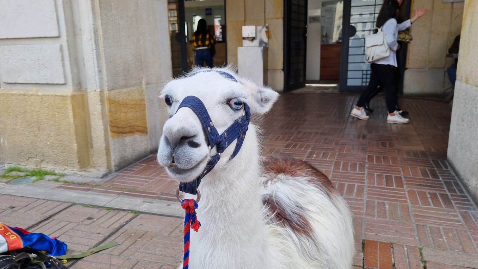 Las llamas presentaban desgastamiento de las almohadillas plantares, los cuidadores no tenían soportes médico veterinarios actualizados y no contaban con comida, ni agua a voluntad.