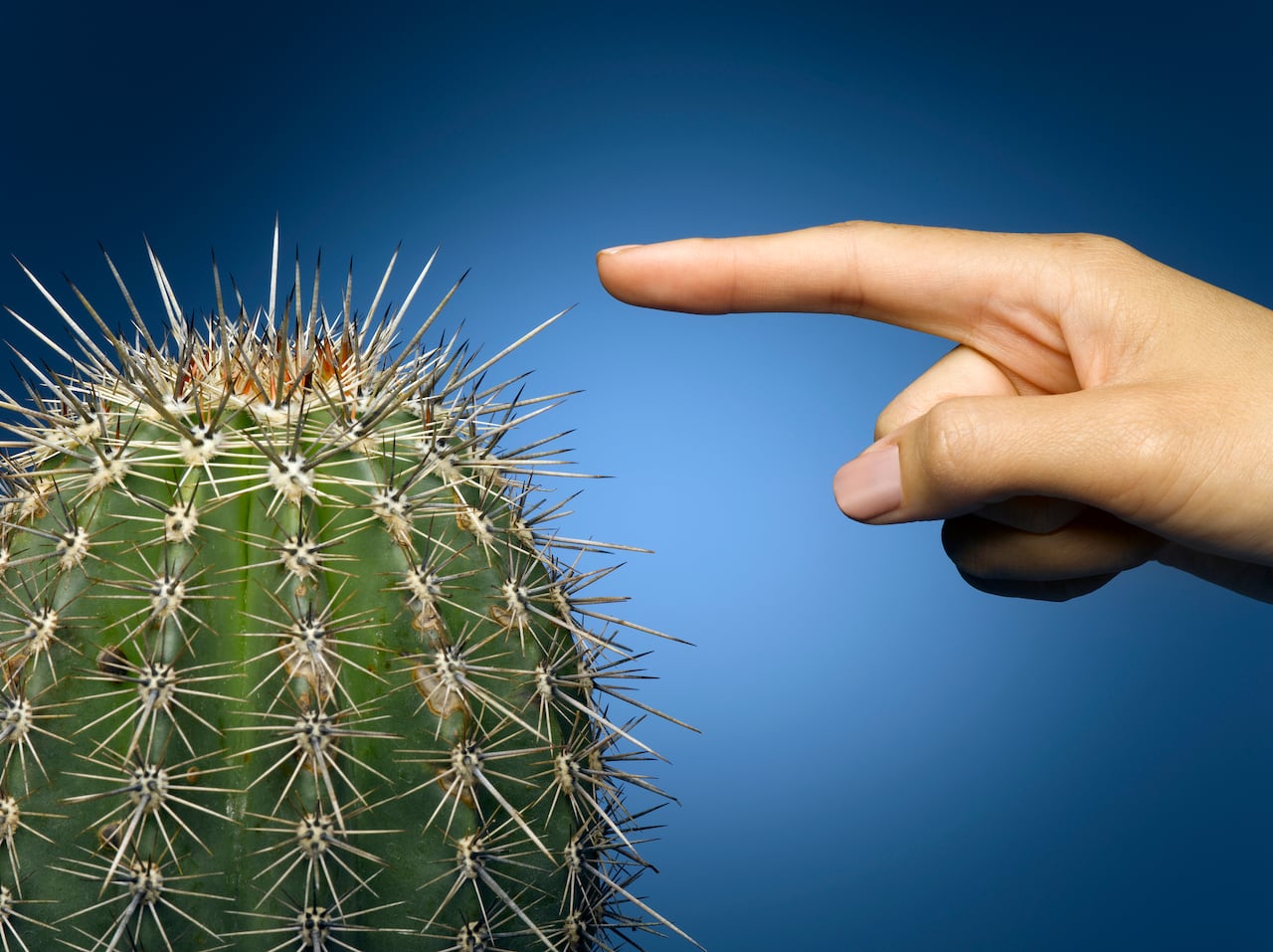 Cactus