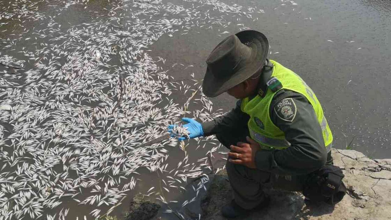 Centenares de peces muertos flotando en el agua fueron encontrados en la zona de caños del municipio de Sabanagrande (Atlántico). Foto: archivo particular.
