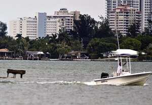 Vista de un piano de cola de color negro que apareció como por arte de magia esta semana en un banco de arena en aguas de la bahía de Cayo Vizcaíno, Florida (EE.UU.) y que permanecerá de momento en ese lugar, informaron las autoridades. La Comisión para la conservación de la Pesca y la vida Salvaje de Florida (FWC) indicó que no retirará el desvencijado piano de cola del lugar en donde se encuentra, por lo que puede convertirse en un nuevo hábitat natural para las gaviotas y otros pájaros.