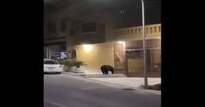 En las desiertas calles de la ciudad de Monterrey, México, por cuenta de la cuarentena fue visto un oso negro paseando. Foto: Twitter: @Azafran_ConMiel