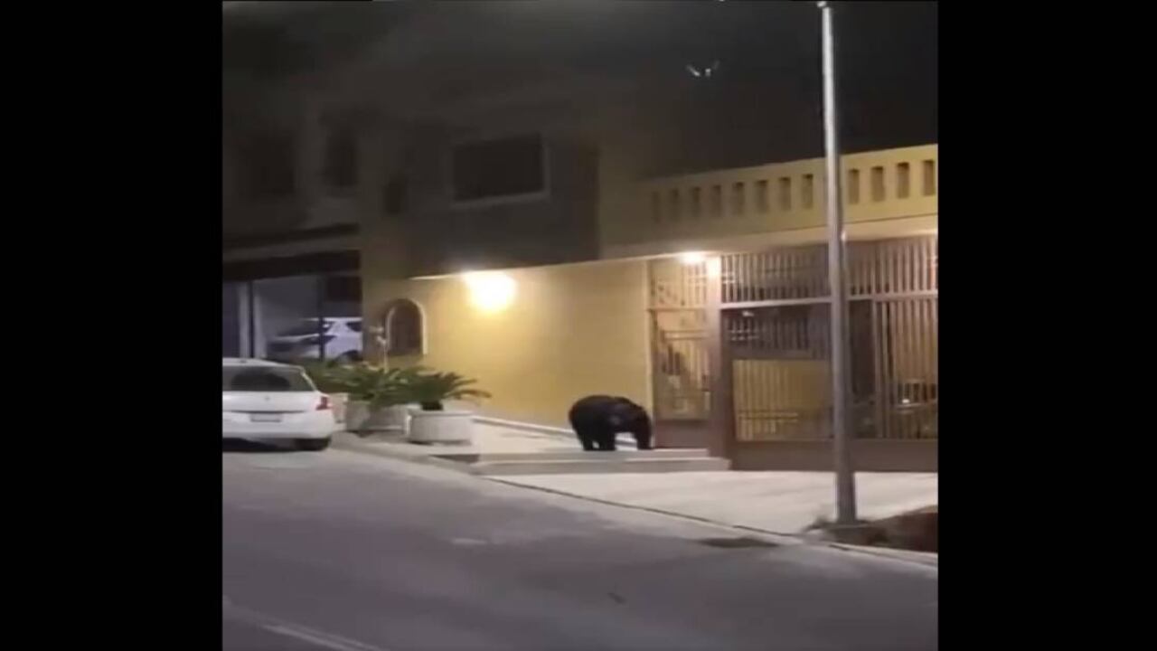 En las desiertas calles de la ciudad de Monterrey, México, por cuenta de la cuarentena fue visto un oso negro paseando. Foto: Twitter: @Azafran_ConMiel