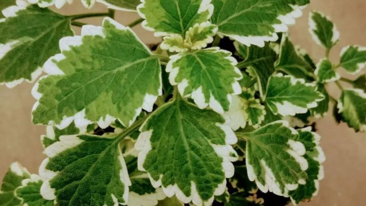 Planta millonaria para atraer la fortuna a la casa
Foto: Instagram @alalataallatero