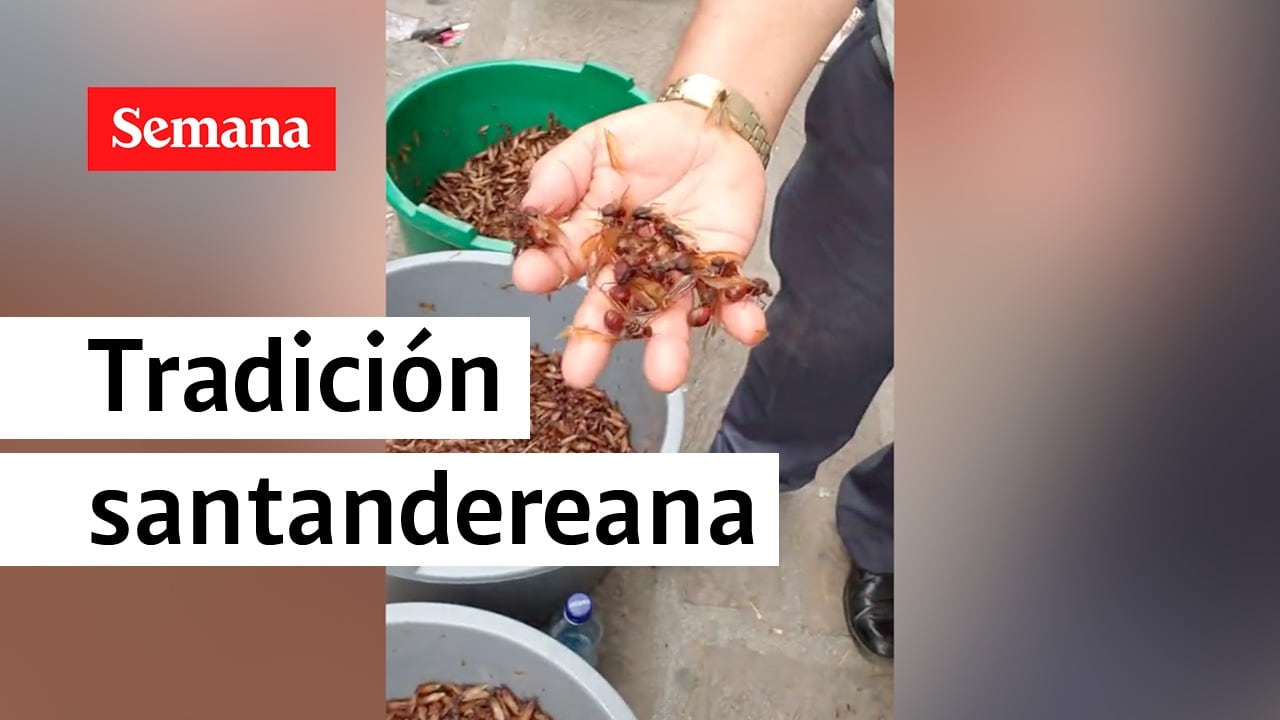 En marzo y abril se ven con mayor frecuencia estas hormigas.