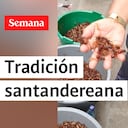 En marzo y abril se ven con mayor frecuencia estas hormigas.