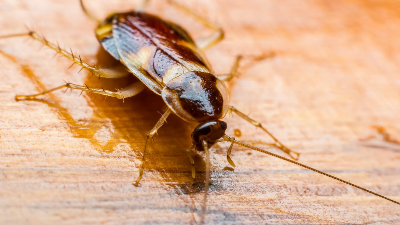 Las cucarachas son animales que ocn frecuencia proliferan en las viviendas.
