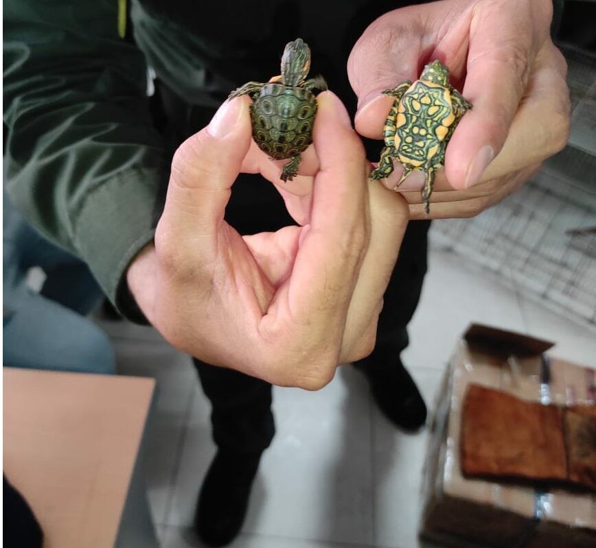 Especies rescatadas en puesto de control en Santander.