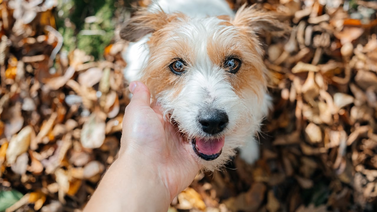 Los refugios de animales reciben entre seis y siete millones de perros al año.
