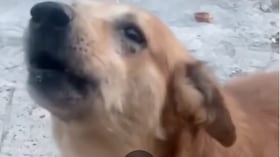 Perrito reaccionó a canción de despecho y parecía inconsolable.