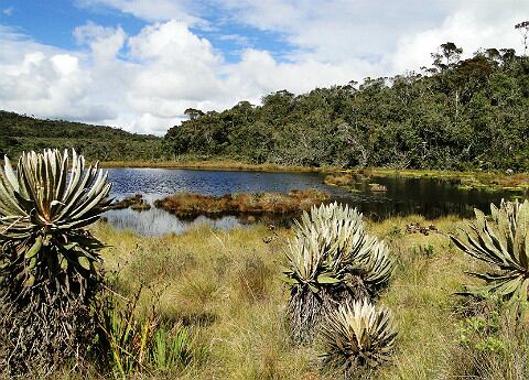 El trabajo que se desarrolle en los páramos debe ser con una visión de largo plazo. 