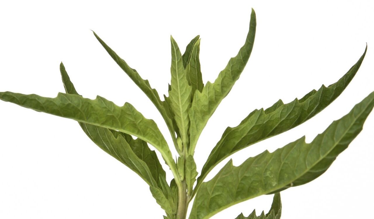 El epazote puede consumirse en aceite y en infusiones