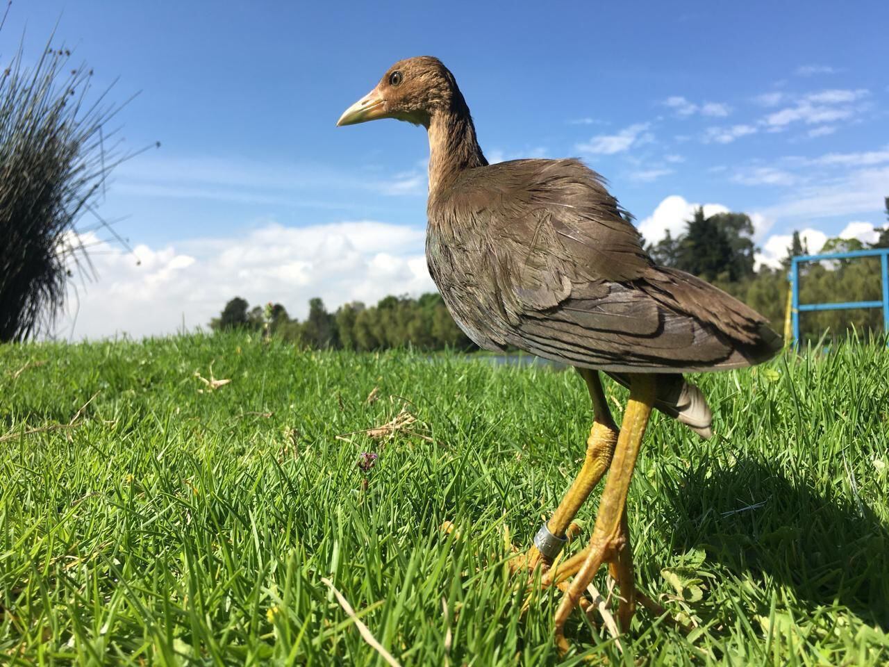 Las tinguas azules llegan a Bogotá