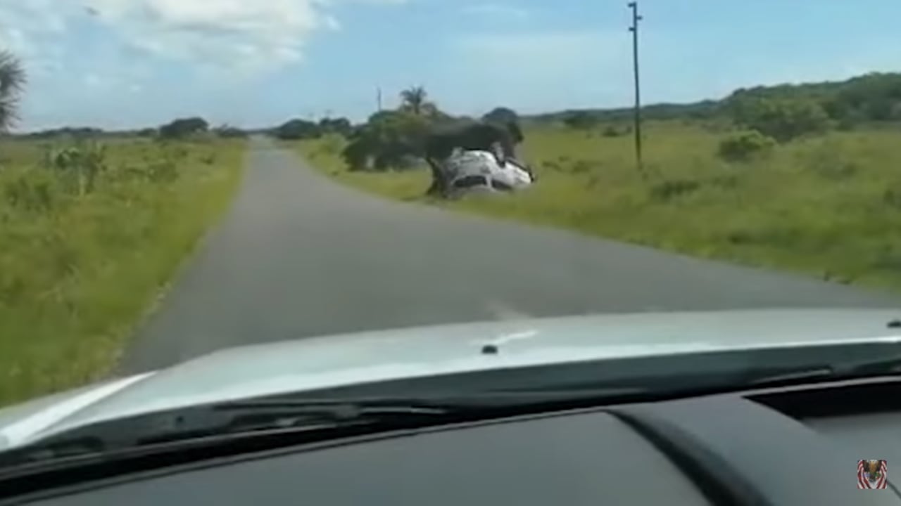 La grabación fue hecha por pasajeros de otro automóvil y ocurrió en el Parque del Humedal de iSimangaliso, en Sudáfrica.