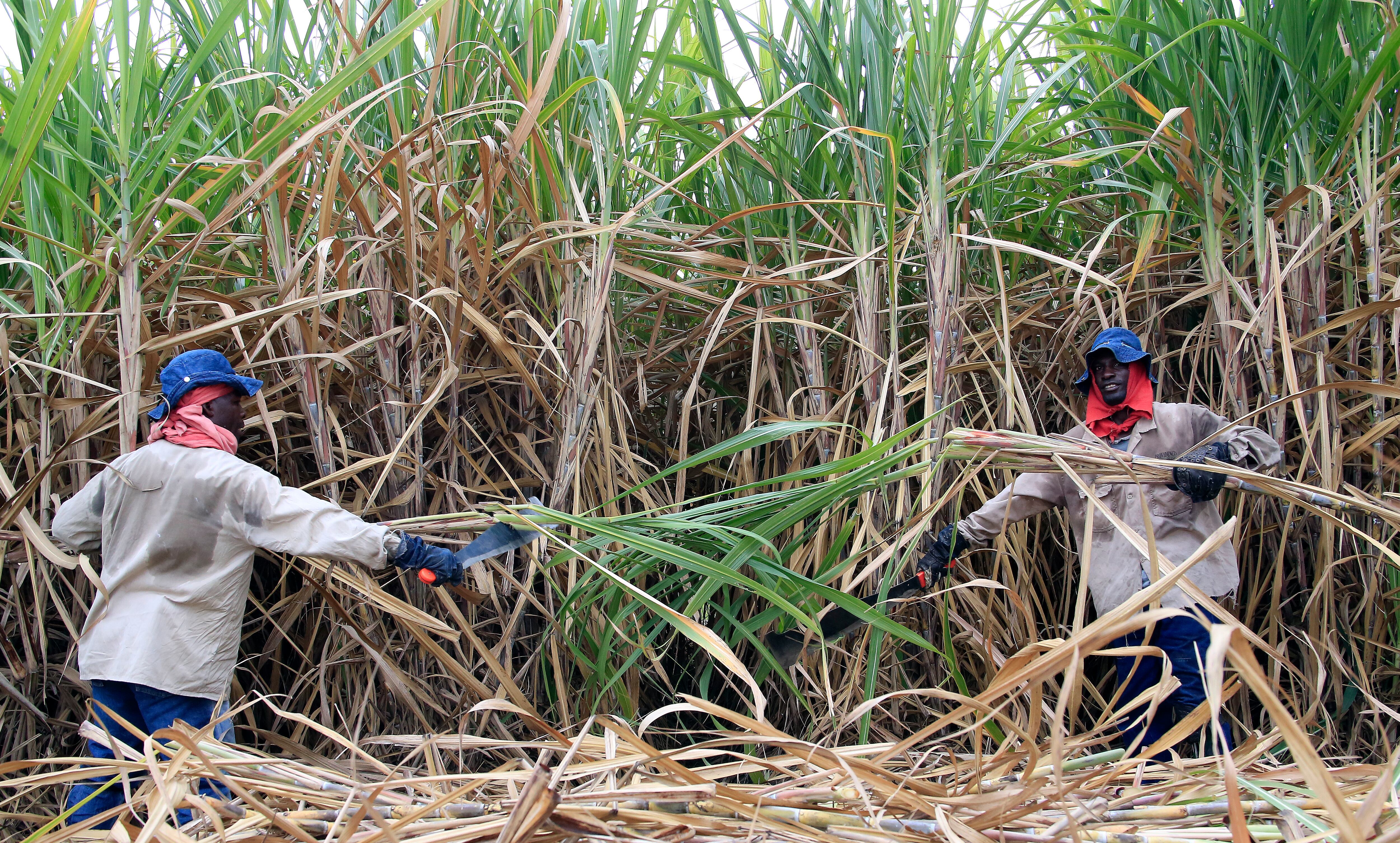 Especial Cali Y Valle del Cauca, Editorial Industria Azucarera