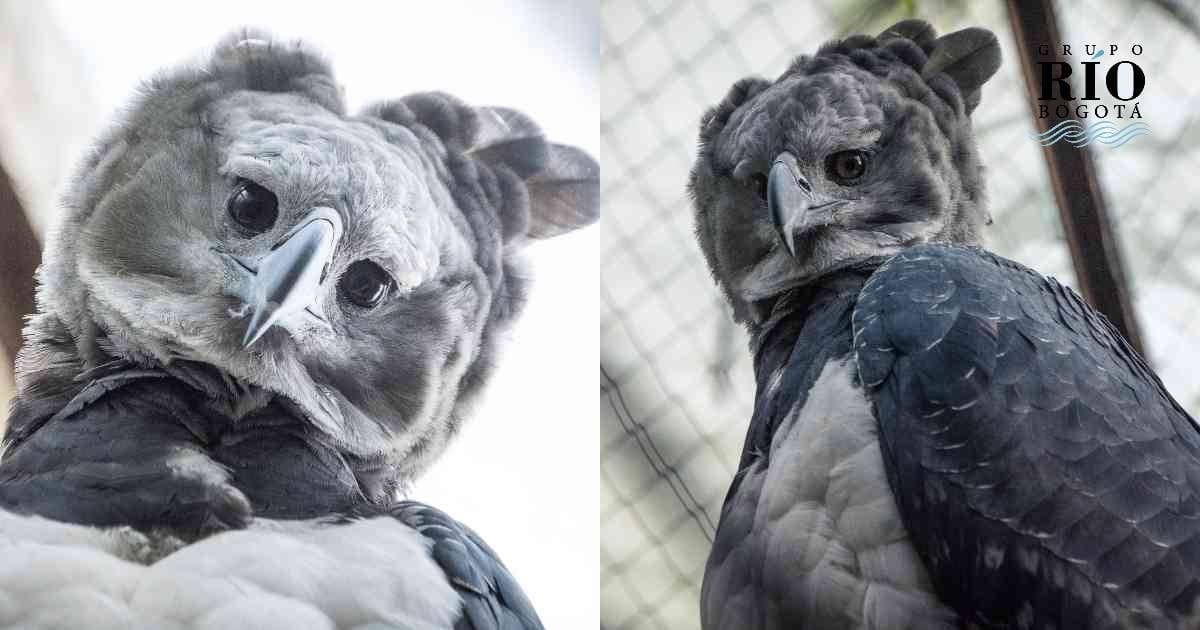 Tres águilas harpías en Cota buscan convertirse en el primer caso de reproducción en cautiverio de esta especie en Colombia. Foto: Bioparque La Reserva.