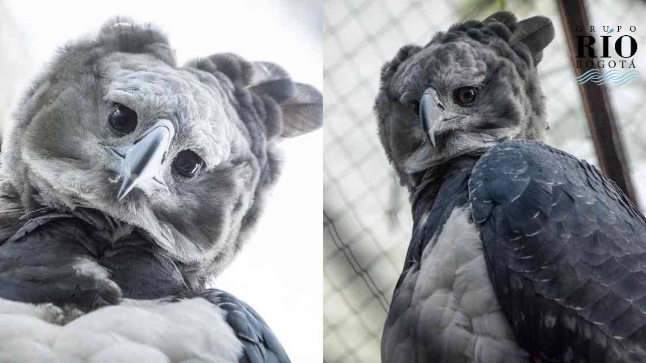 Tres águilas harpías en Cota buscan convertirse en el primer caso de reproducción en cautiverio de esta especie en Colombia. Foto: Bioparque La Reserva.