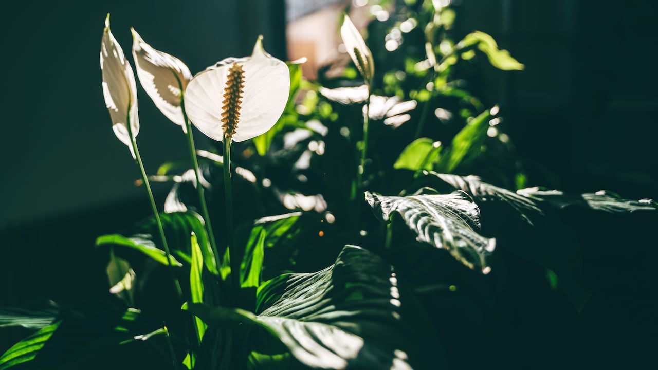 La planta cuna de moisés.