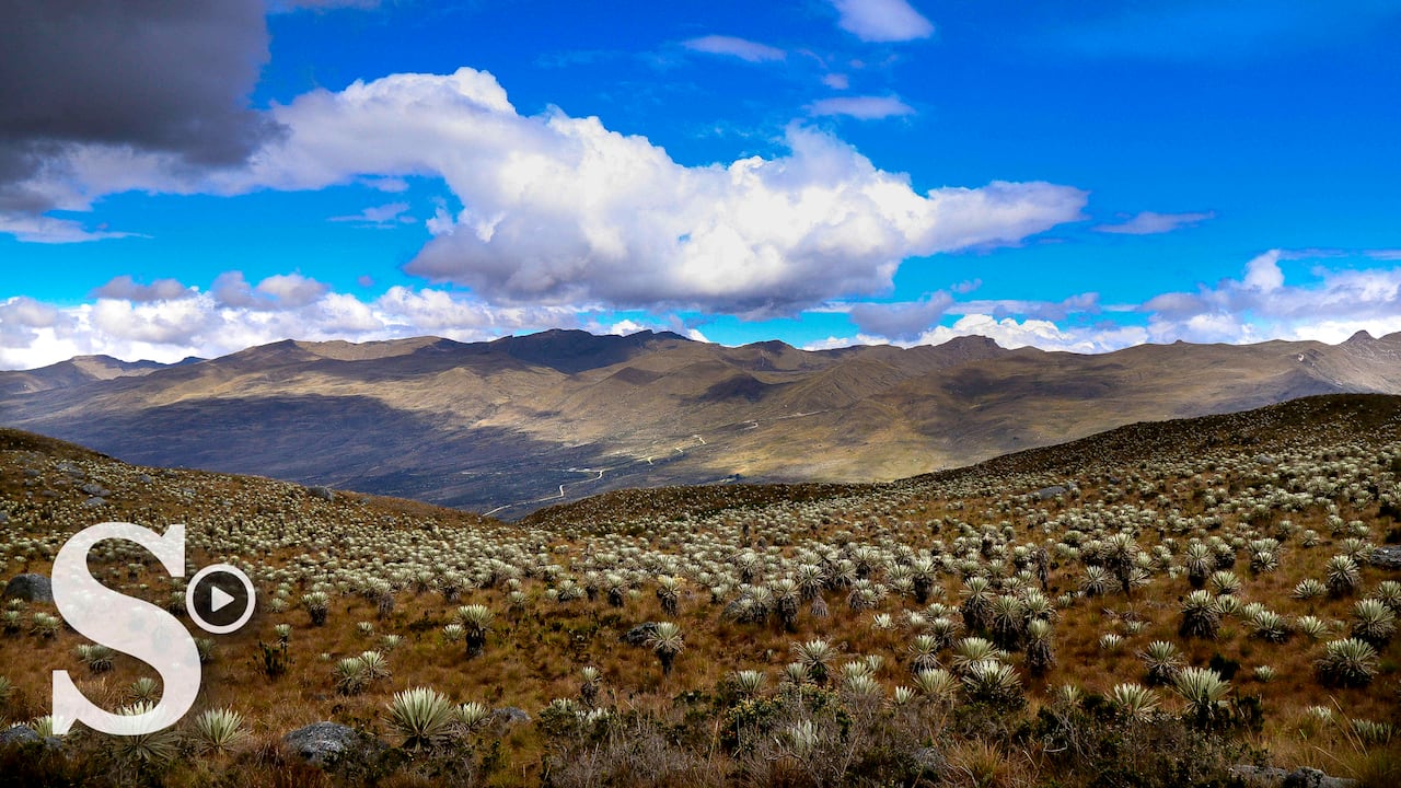 El batallón de alta montaña está reforestando el páramo de Sumapaz.