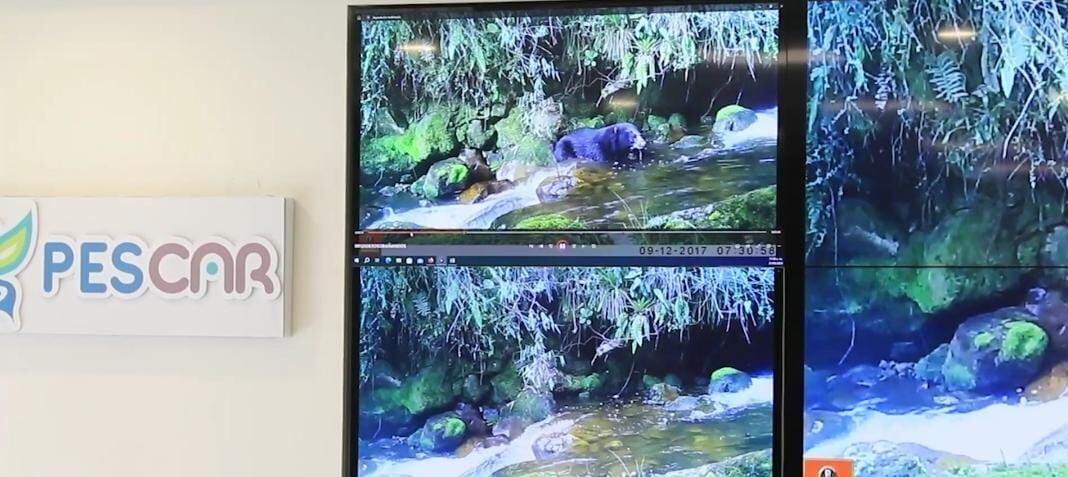 Oso de anteojos en Cundinamarca