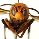 El avispón asiático tiene una longitud de 5 centímetros en promedio. Foto: archivo/Semana.