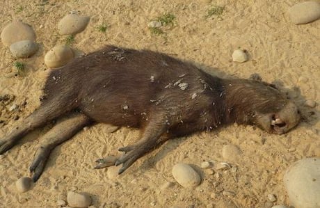 Un experto ambiental señala que Casanare ha drenado muchos humedales, que sirven para reservar agua, para dárselos a la agricultura (Gobernación de Casanare).